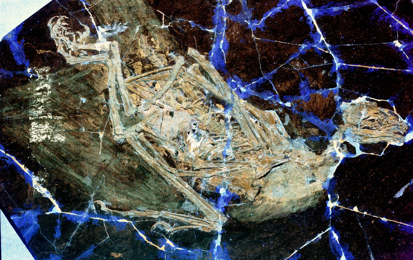 Figure 5. The early short-tailed fossil bird Sapeornis. Under Laser-Stimulated Fluorescence, the feathers and other soft tissues preserved around the fossil skeleton become clear. This new information is used to refine the reconstruction of its soaring abilities. This specimen STM 15-15 is ~30cm long. Image credit: Serrano et al. 2020.
