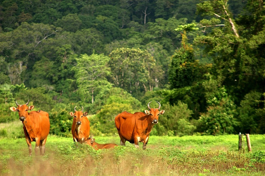 Banteng, Endangered. The population in its introduced range in Cobourg Peninsula (Northern Territory, Australia) is larger than the combined population of all native populations in Southeast Asia. (photo credit: Rochmad Setyadi)