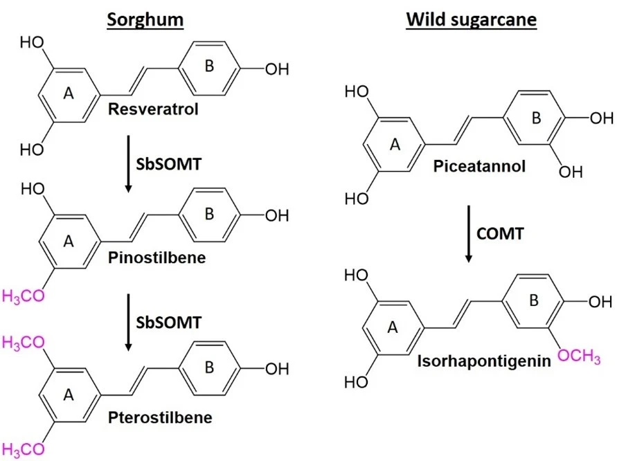 New Enzyme Discovered by HKU Plant Biochemists<br>
Unlocks Potential for Health-Promoting Compounds in Sorghum