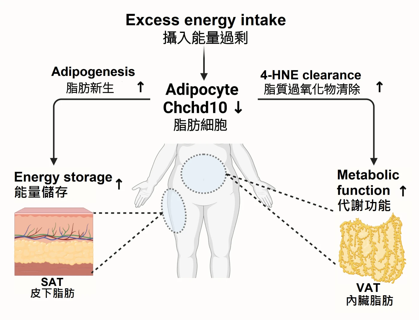 Downregulation of Chchd10 enhances fat formation and regulates antioxidant capacity, thereby reducing the risk of obesity and metabolic disorders induced by diet.