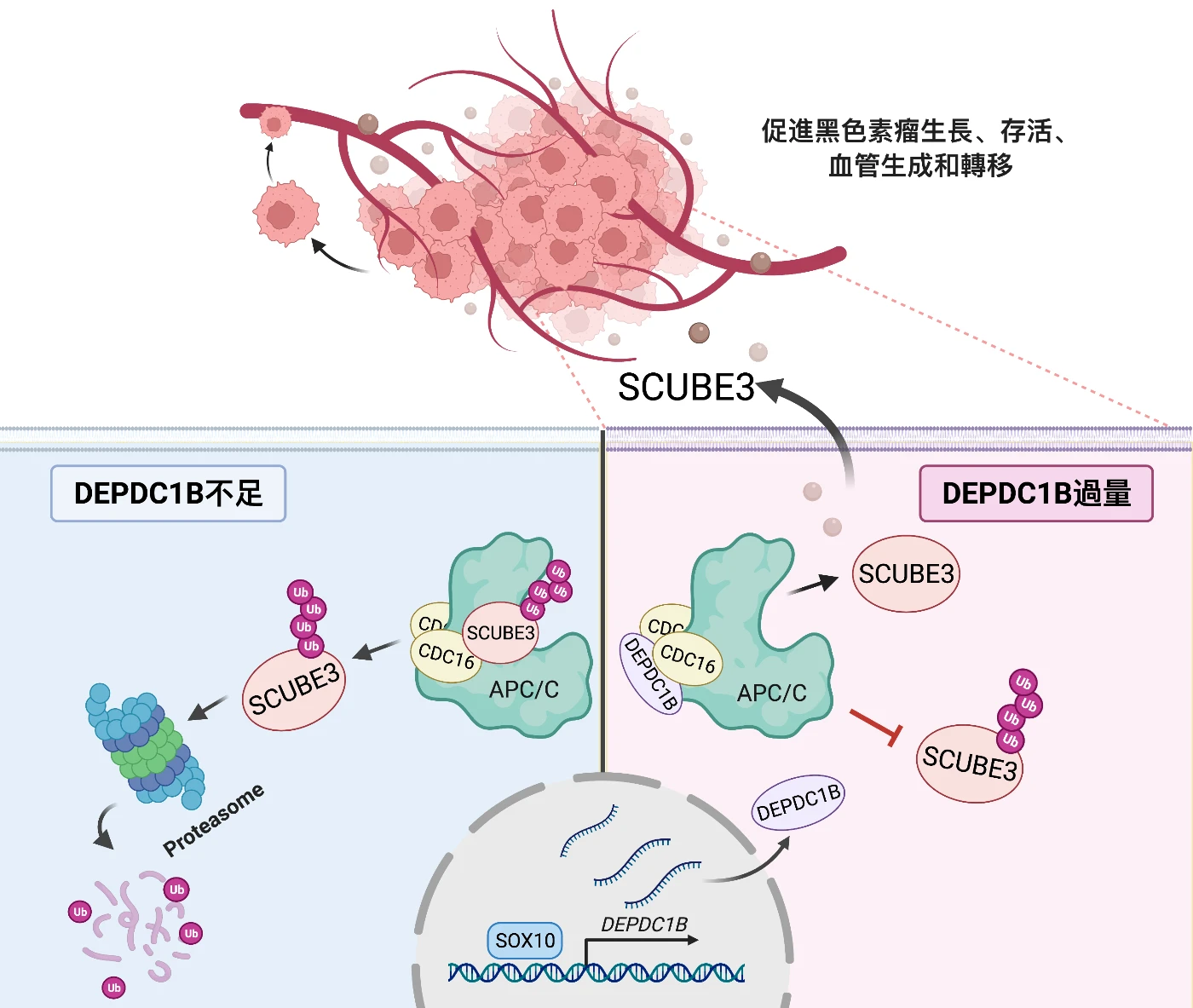 SOX10-DEPDC1B-SCUBE3調控通路促進黑色素瘤的血管生成和轉移