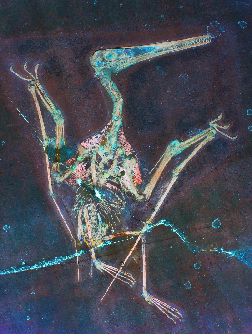 Muscular wing-body junction improved Pterosaur flight performance