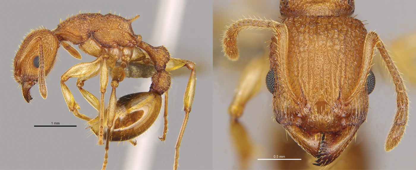 Golden Tree Ant Paratopula bauhinia