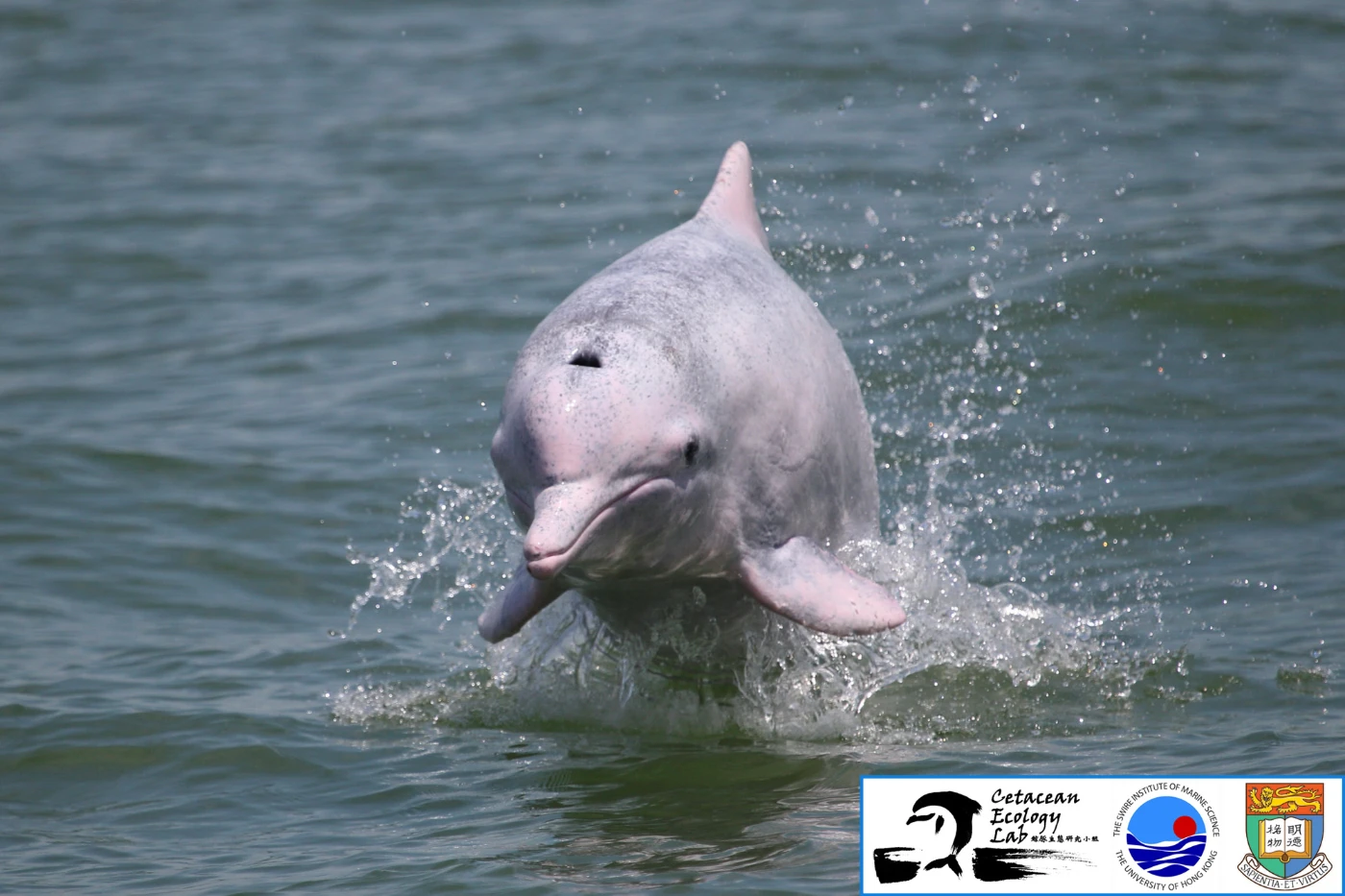 A new study by HKU researchers paints a bleak future for the Chinese white dolphins in the Pearl River Estuary (English only)