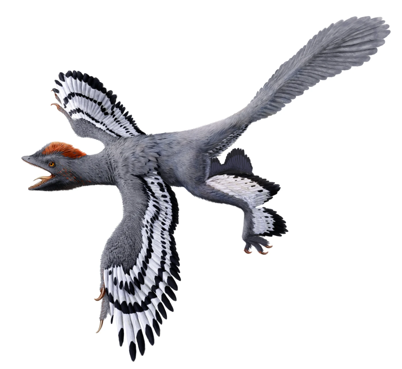 Figure 4. Life reconstruction of the bird-like feathered dinosaur Anchiornis. Revised life reconstruction using the new body outline laser-stimulated fluorescence data. Credit: Julius T. Csotonyi 2017.