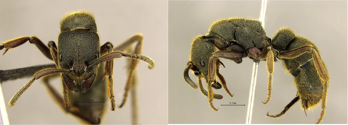 The “giant” Pseudoneoponera rufipes (the foamy ant) is 20 mm long.