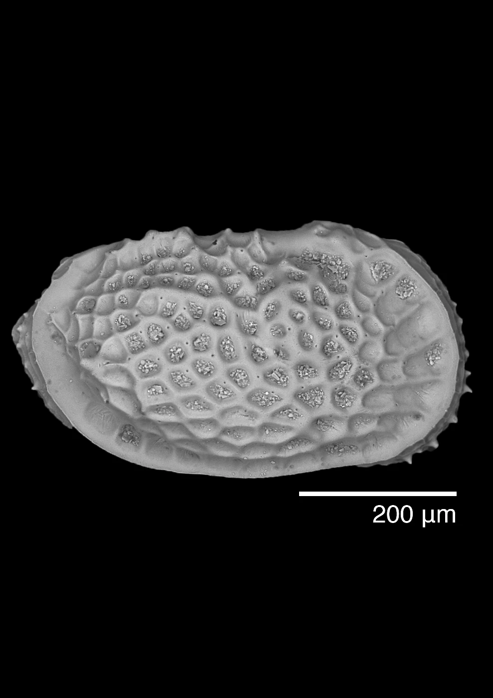 One of the small shells - Ostracod, Neocytheretta faceta.
(Photo credit: Dr Yuanyuan Hong)