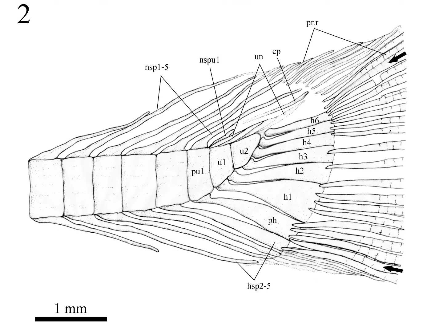 Figure 2: Line drawing showing the
     specimen’s tail anatomy.
     Abbreviations: ep, epural;
     h1-6, hypurals 1-6;
     hsp2-5, haemal spines on preural centrum 2-5;
     nsp1-5, neural spines on preural centrum 1-5;
     nspu1, neural spine on u1;
     ph, parhypural; pr.r, procurrent rays;
     pu1, preural 1;
     u1, u2, ural centra 1 and 2;
     un, uroneurals;
     (Image courtesy of Tse et al. 2015) .