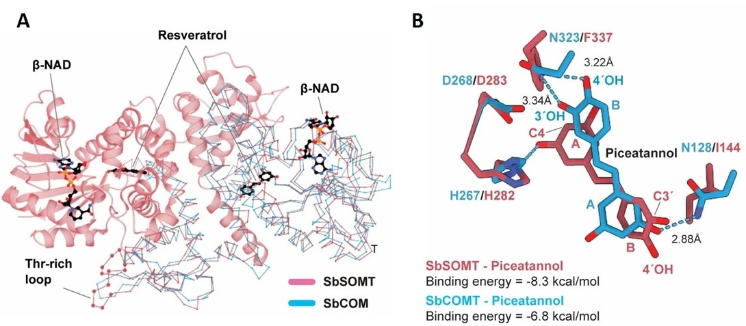Figure 2. Structural analysis of sorghum stilbene O-methylase (SbSOMT). A. SbSOMT (pink) shows high global structural similarity to SbCOMT (blue). SbSOMT is a unique OMT in Sorghum spp. while COMT is a common and widespread OMT enzyme. B. Close-up view of the substrate binding pocket docked with piceatannol. In SbSOMT (pink) and SbCOMT (blue), the stilbene A-ring and B-ring are positioned close to a key catalytic residue (H267/H282), respectively, for O-methylation. Images adapted from Nature Communications, 2023, doi:10.1038/s41467-023-38908-5