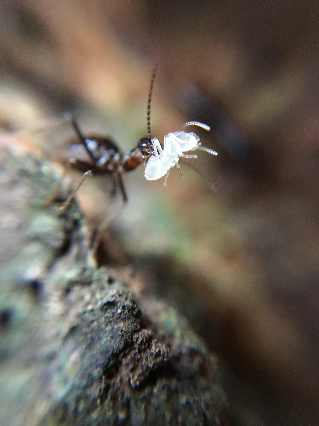 HKU’s co-led study reveals termites mitigate effects of drought in tropical rainforest