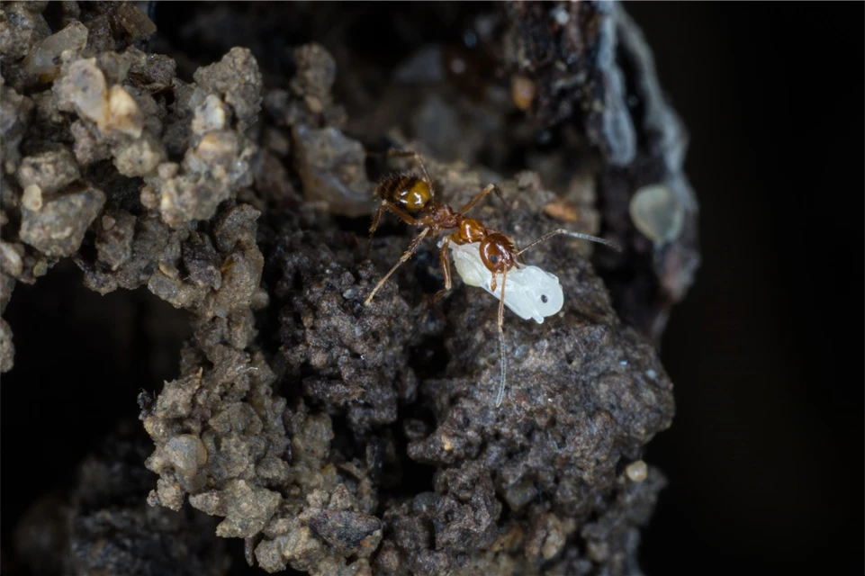 Ants are social insect. They invest important efforts and energy in building nests and raising brood, making them almost sessile like plants. (Photo credit: Insect Biodiversity and Biogeography Laboratory.)