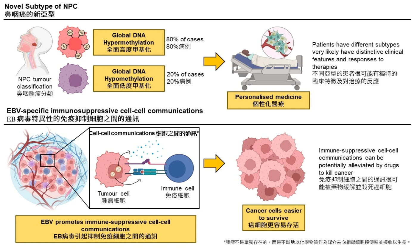 港大醫學院發現鼻咽癌的新亞型及EB病毒免疫抑制現象 <br>
有望成為鼻咽癌治療靶點