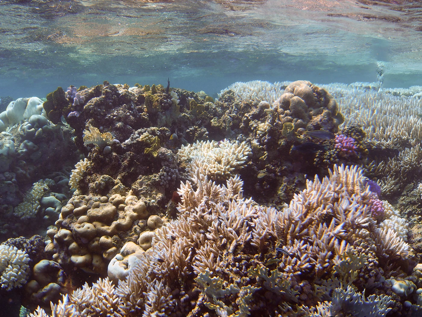 Location: Shaab Reef, Thuwal, Red Sea, Saudi Arabia