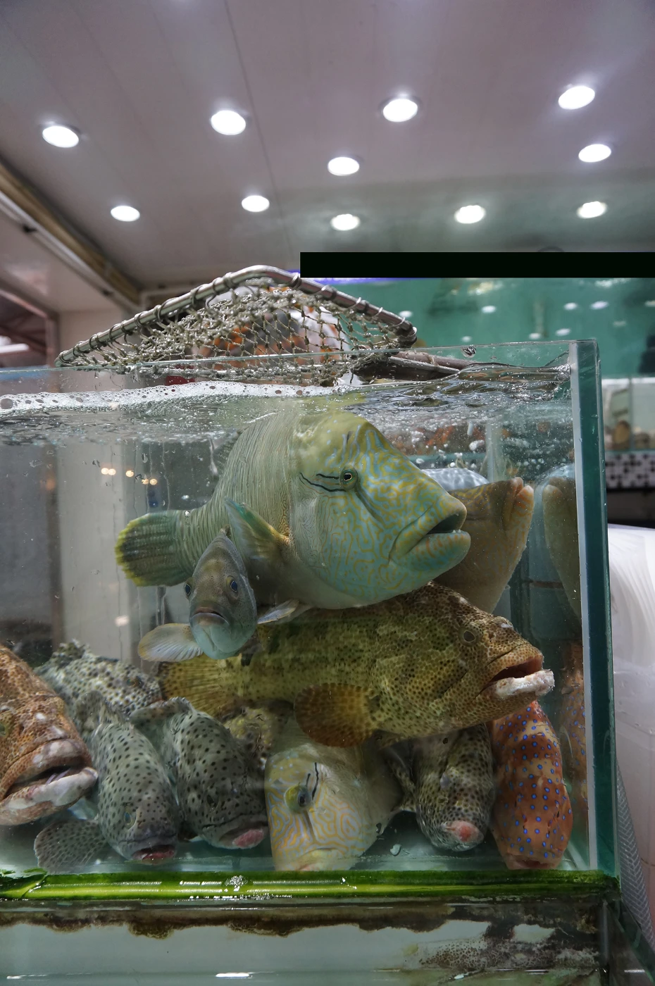 港大海洋生態學家及國際野生物貿易研究組織最新報告<br>
揭示本港非法和未經申報之蘇眉貿易