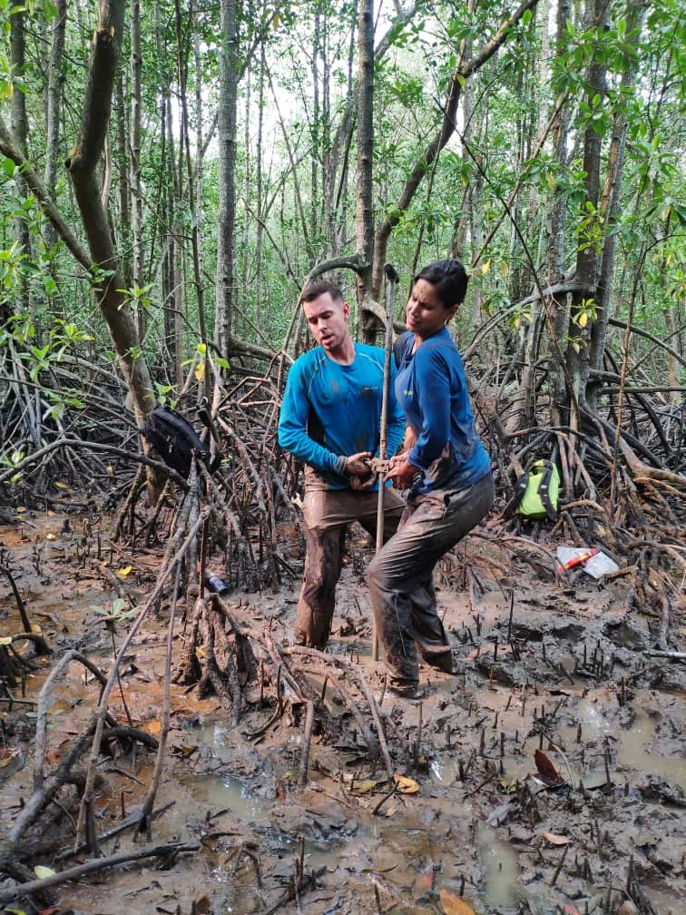 Mangroves at risk of collapse if emissions not reduced by 2050,<br>
international scientists predict