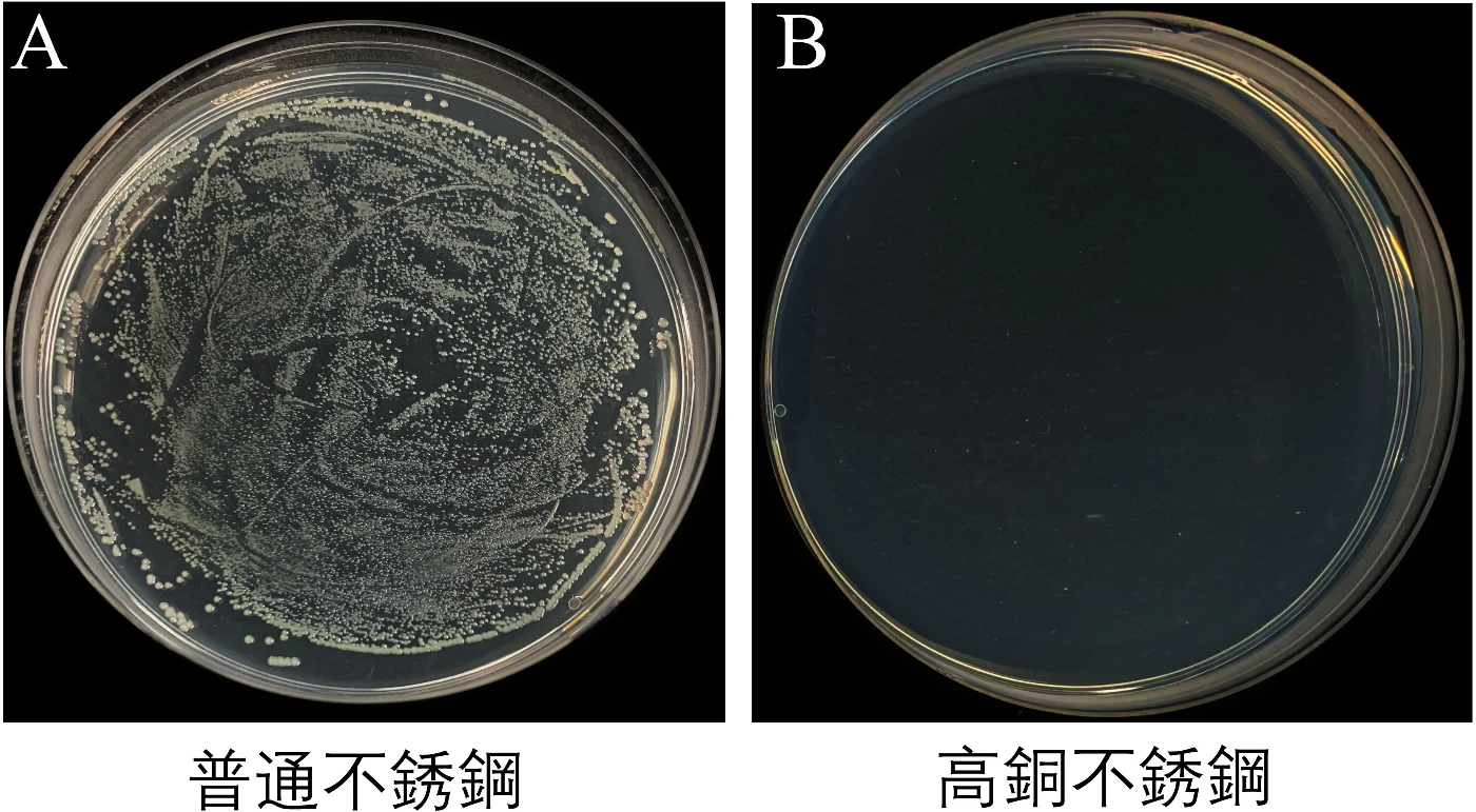 圖三. A）普通不銹鋼菌落數；B)高銅不銹鋼(20 wt%)菌落數