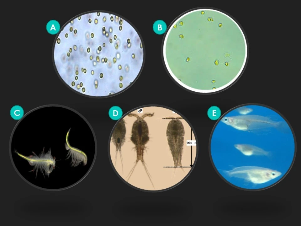 HKU marine ecologists reveal larvicidal oil for mosquito control<br>
threatens coastal marine life and pollutes sea environment