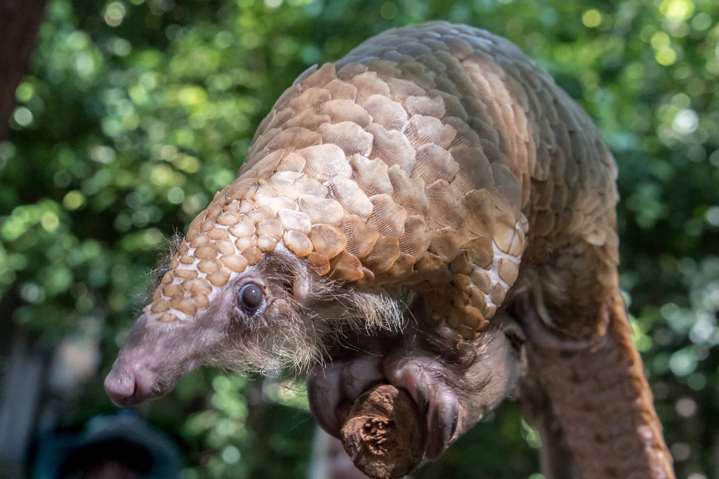 Genomic Analysis of Seized Pangolin Scales Illuminates<br>
Pathways of Illegal Trade from Africa to Asia