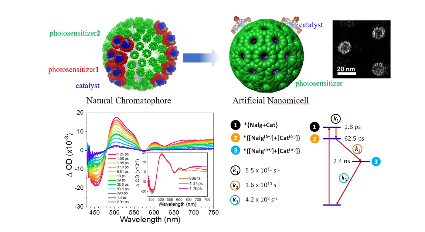 Potentially Producing Carbon-Neutral Fuels:<br>
HKU Chemists Achieve Sustainable Solar Energy Conversion with Artificial Photocatalysis