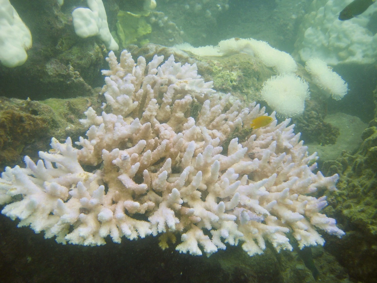 A new method for predicting the response of ecosystems to <br>
marine heatwaves developed by international collaboration (English only)