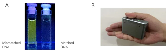 此項創新技術：（a）由支教授開發的能選擇性結合錯配 DNA 的發光金屬化合物；（b）由劉博士開發的能捕獲發光信號的便攜式光譜裝置