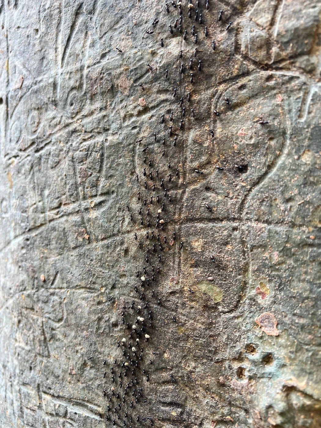 Termites in Sabah, Malaysia (Photo courtesy: Louise Ashton)