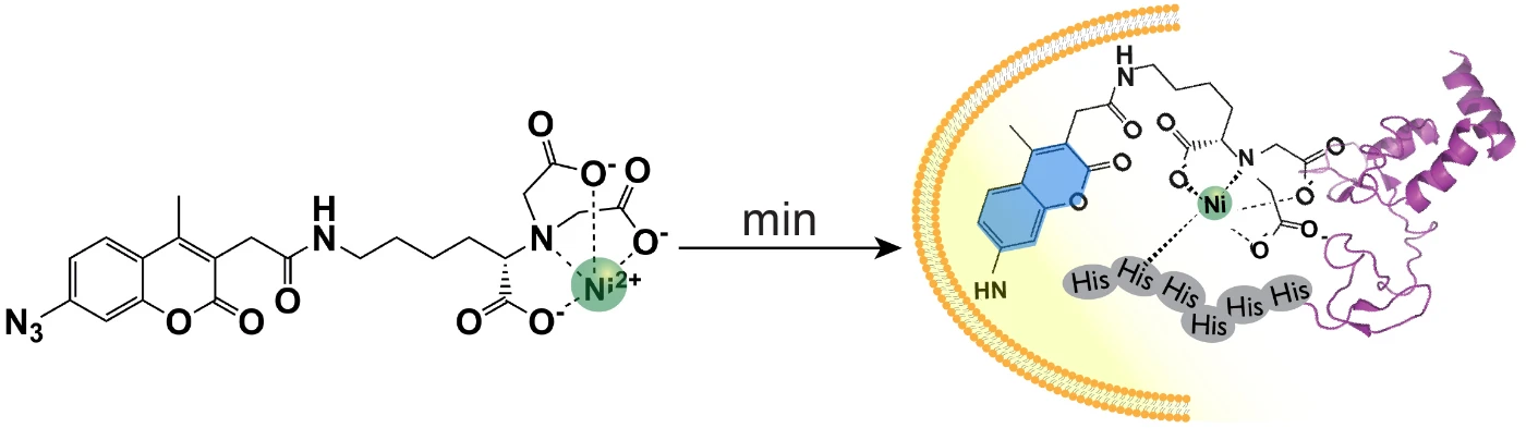 The fluorescent probe can rapidly cross the cell membrane in minutes and emit blue fluorescence only after labeling the target protein in cells. Hence, any actions that cause the movement of proteins in cell can be closely monitored.