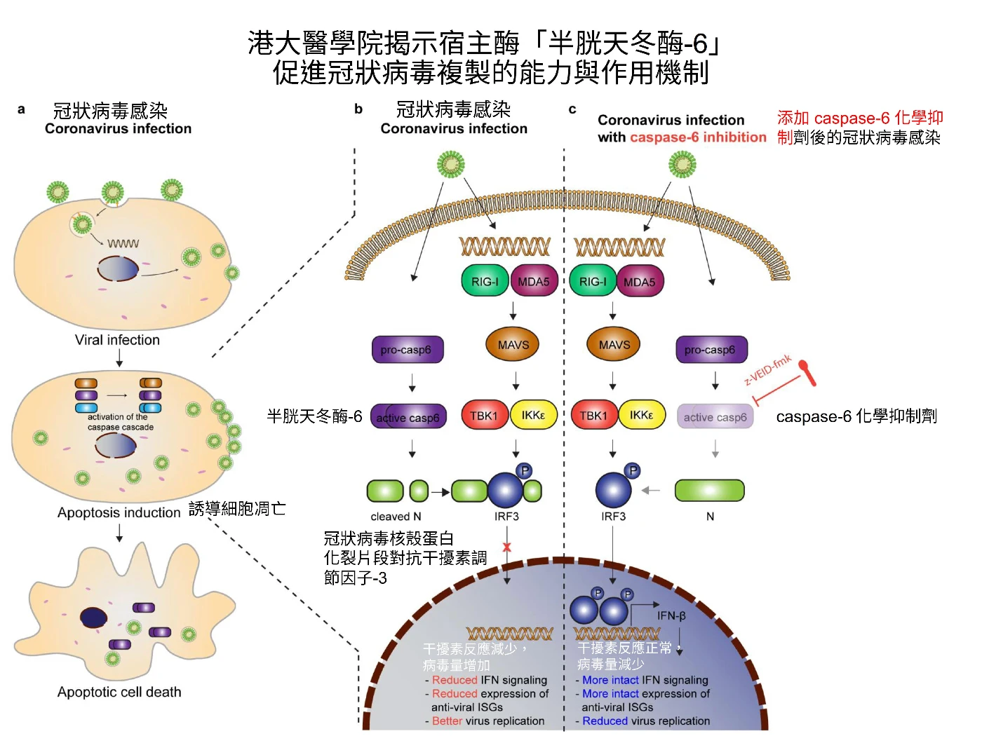 港大醫學院研究揭示 冠狀病毒如何利用宿主的抗病毒防禦機制進行高效複製