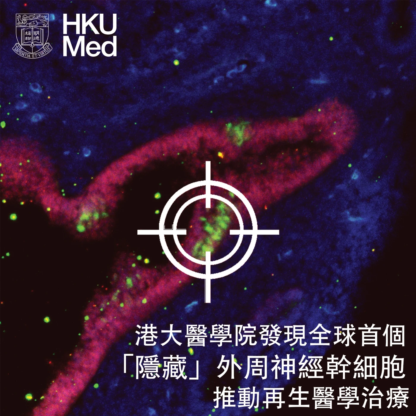 外周神經幹細胞