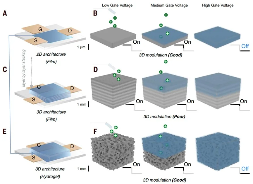 HKU Engineering Researchers Develop Soft, 3D Transistors<br>
with Hosting Living Cell Potential, Featured on Science Cover