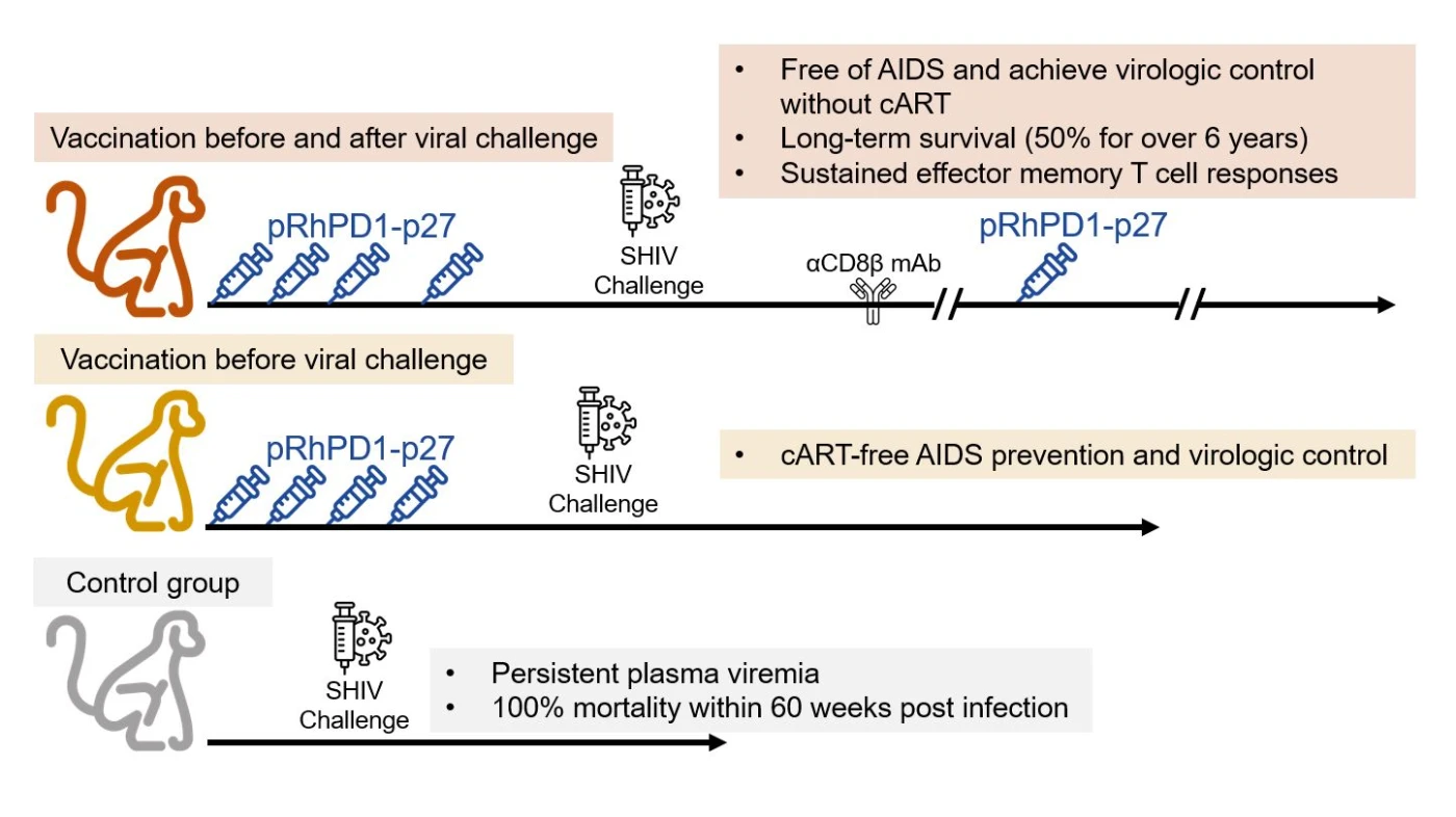 HKUMed achieves breakthrough in developing the PD-1-enhanced DNA vaccine for over 6-year cART-free AIDS prevention and virologic control
