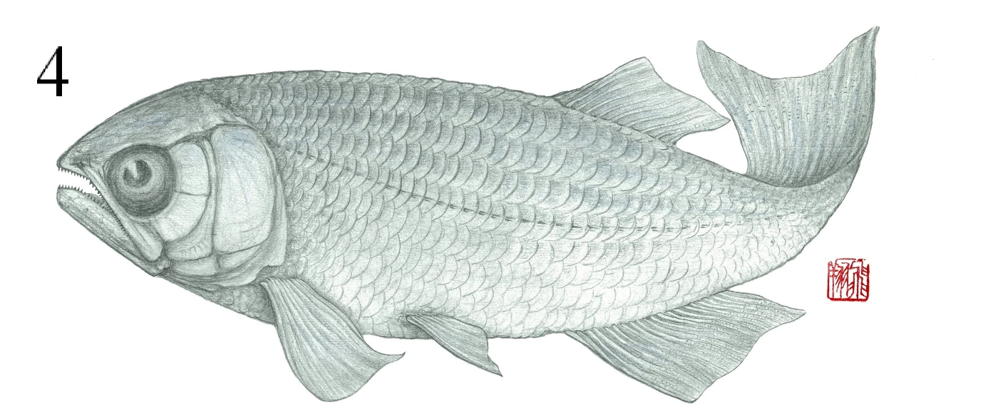 圖4：副狼鰭魚的復原圖
     (由吳飛翔先生提供)