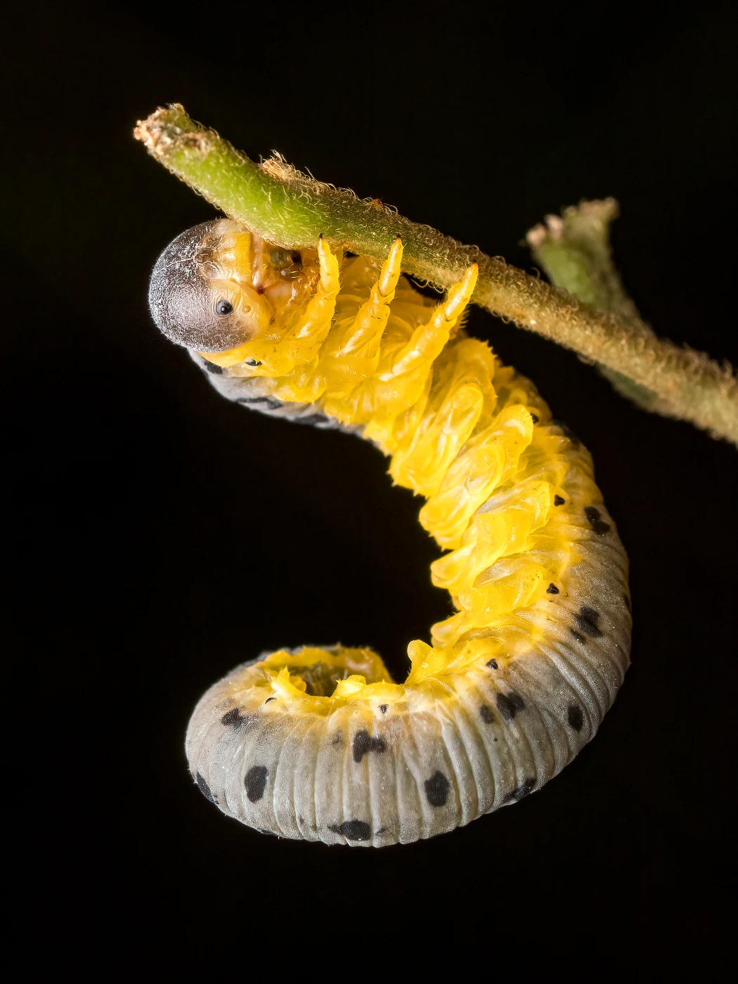 鋸蠅幼蟲（Agenocimbex maculatus）。圖片來源：Marco Chan