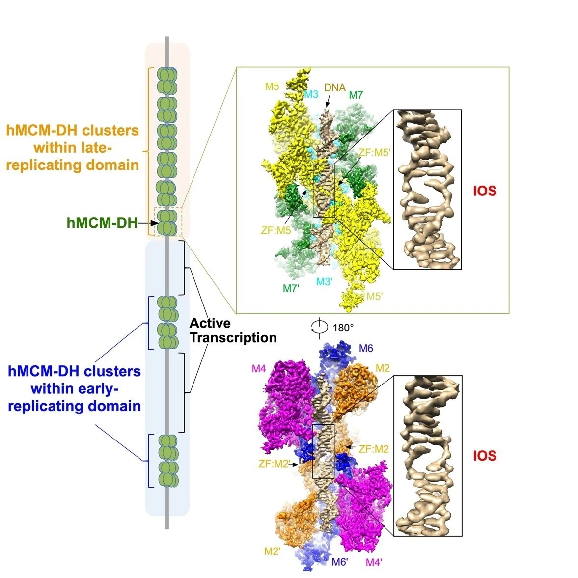 HKU biologists and collaborators reveal how DNA unzipping machine works, shedding lights on cancer therapy