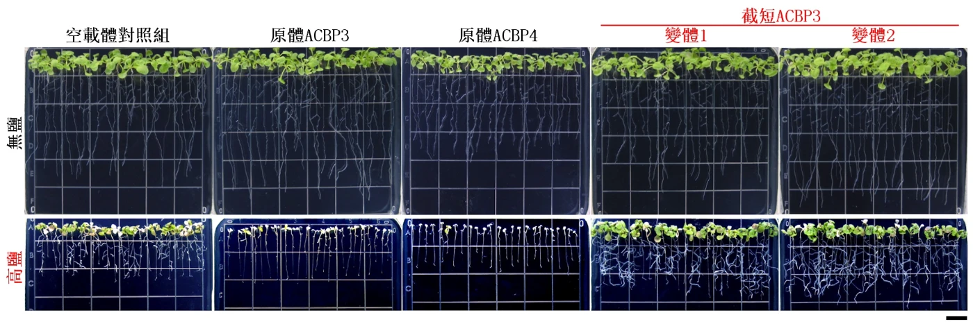 圖2：截短ACBP3變體在轉基因擬南芥的超表達提高耐鹽性。截短 ACBP3變體的超表達株系比對照組更耐鹽。原體ACBP3及ACBP4的超表達株系則更敏感。比例尺 = 1公分。