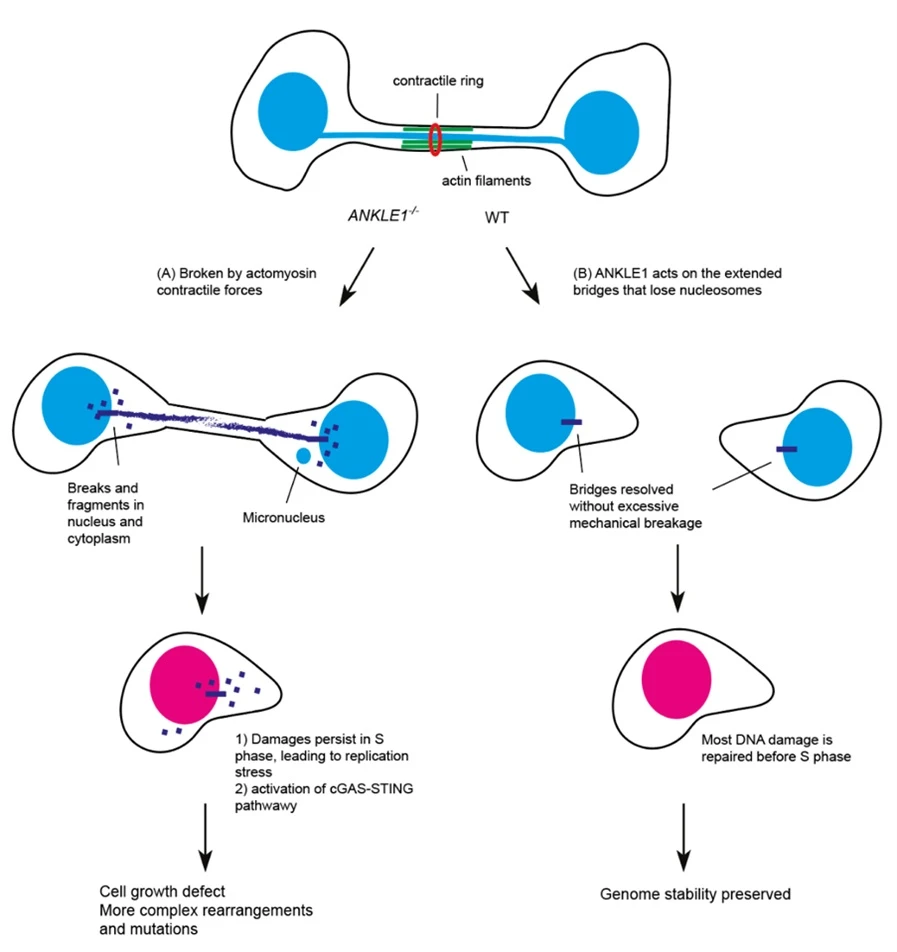 The role of ANKLE1 in maintaining genome stability and preventing autoimmunity (Image Credit: Dr Gary Ying Wai CHAN)
