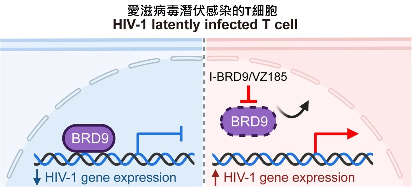 The BRD9 protein binds to the HIV-1 virus’s promoter region, helping the virus stay latent. When BRD9 is inhibited or degenerated, the virus becomes active and starts producing more viruses.