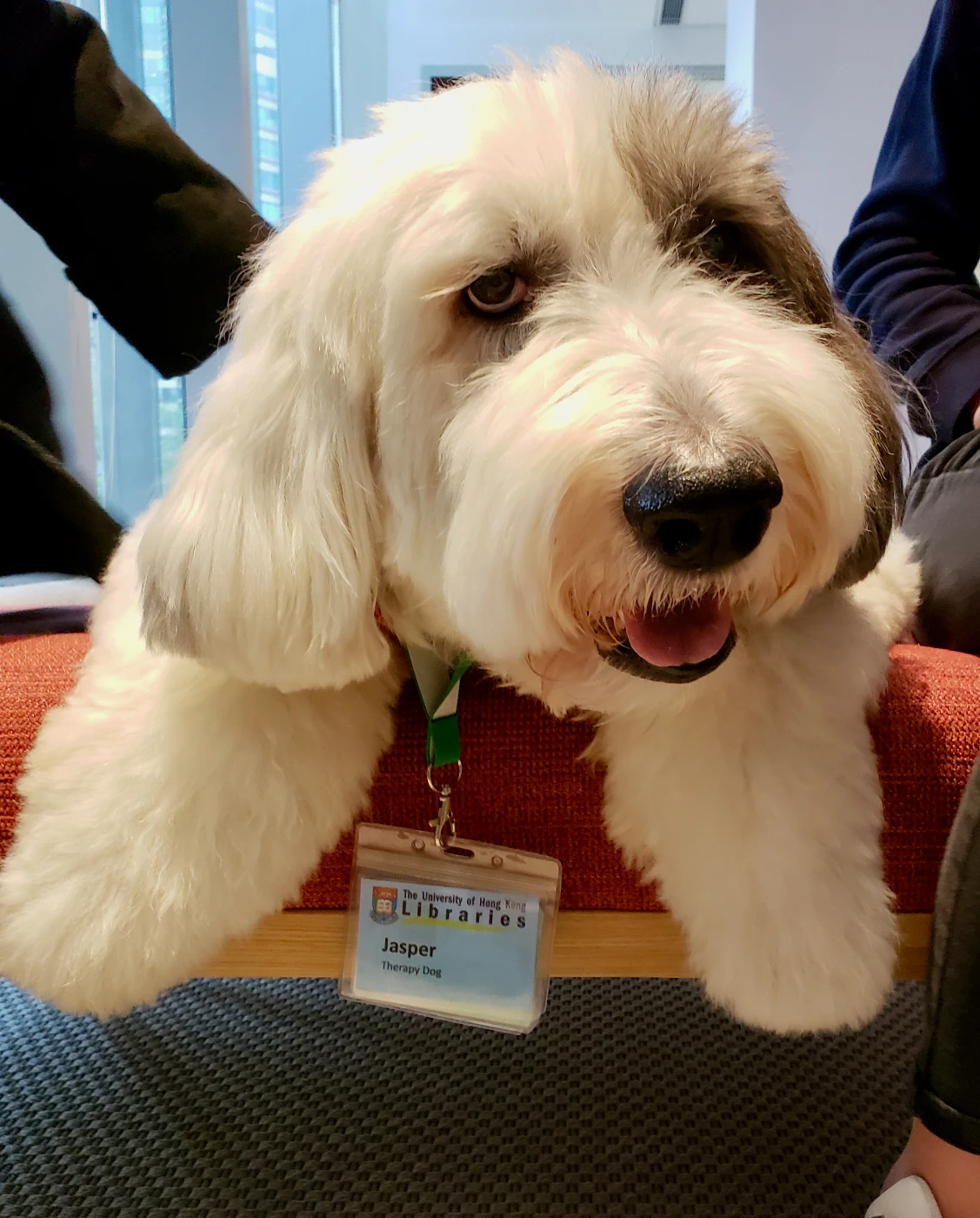 懷念你Jasper！<br>
港大駐校治療犬逝世