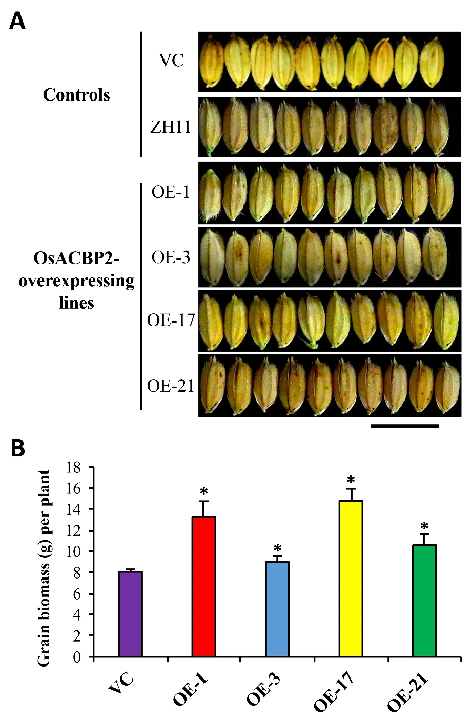 港大科學家成功研究提升水稻產量新方法