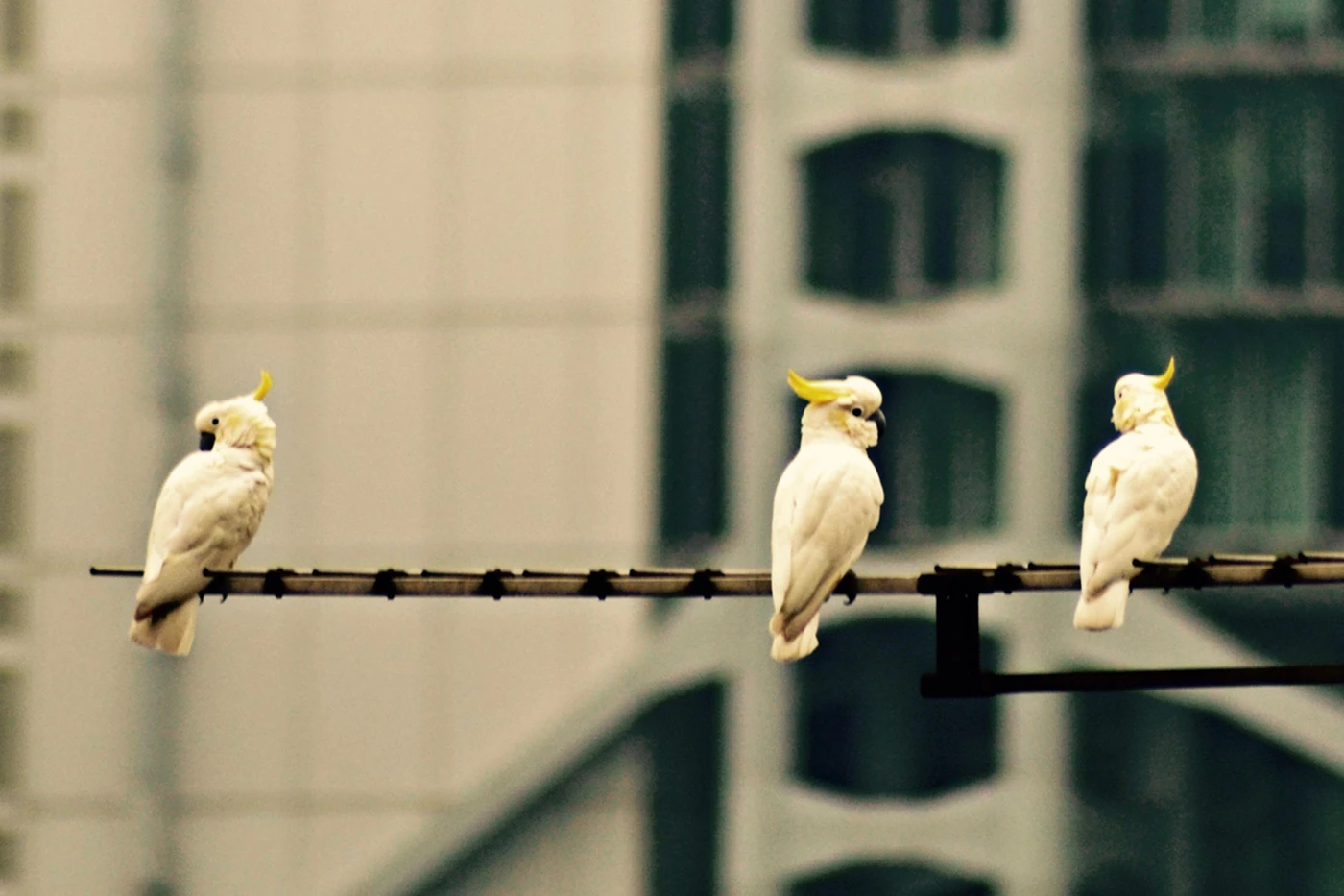 HKU biologist reveals important role cities play in conservation of threatened species - Hong Kong home to Critically Endangered Yellow-crested Cockatoo