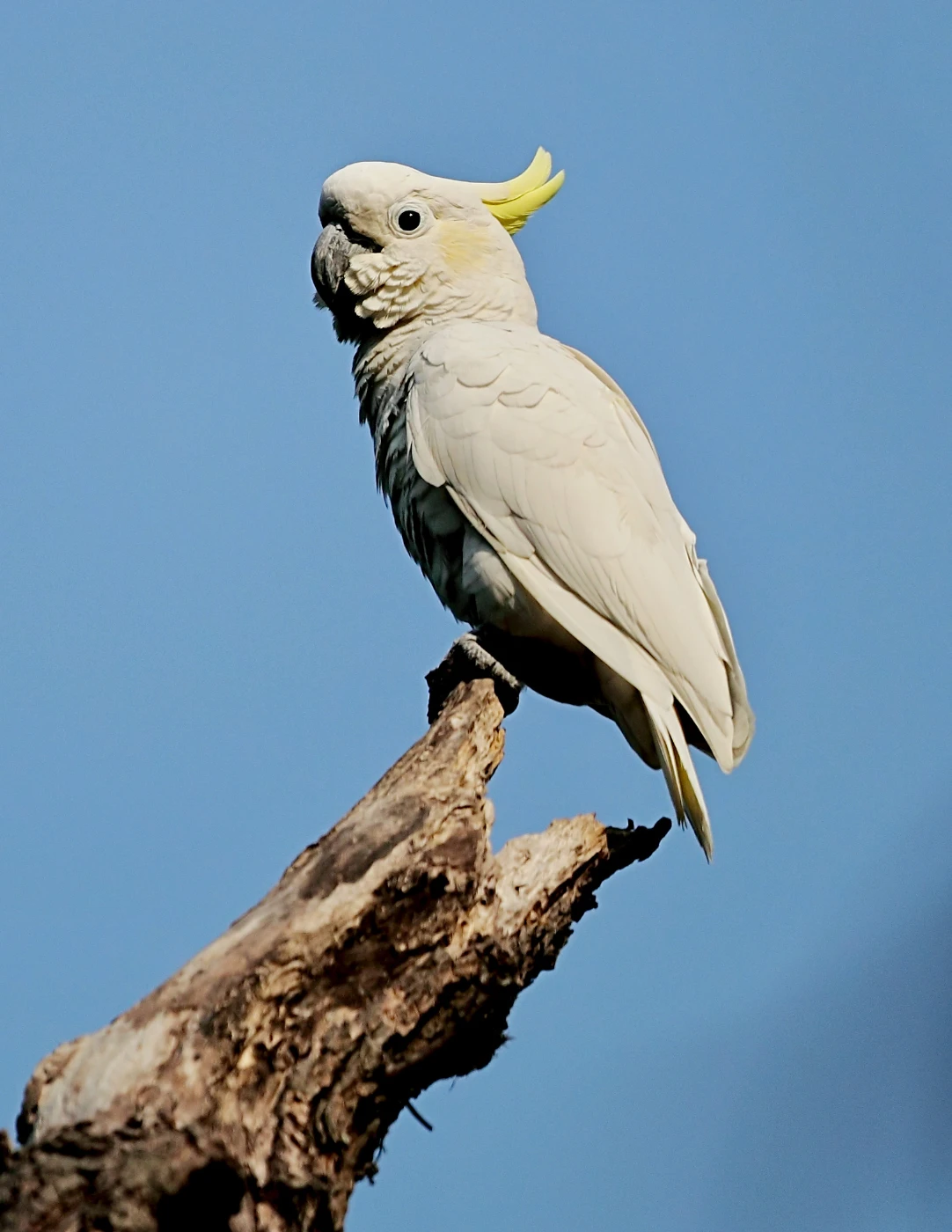 Yellow-crested Cockatoo in Hong Kong (photo-credit: Peter and Michelle Wong)