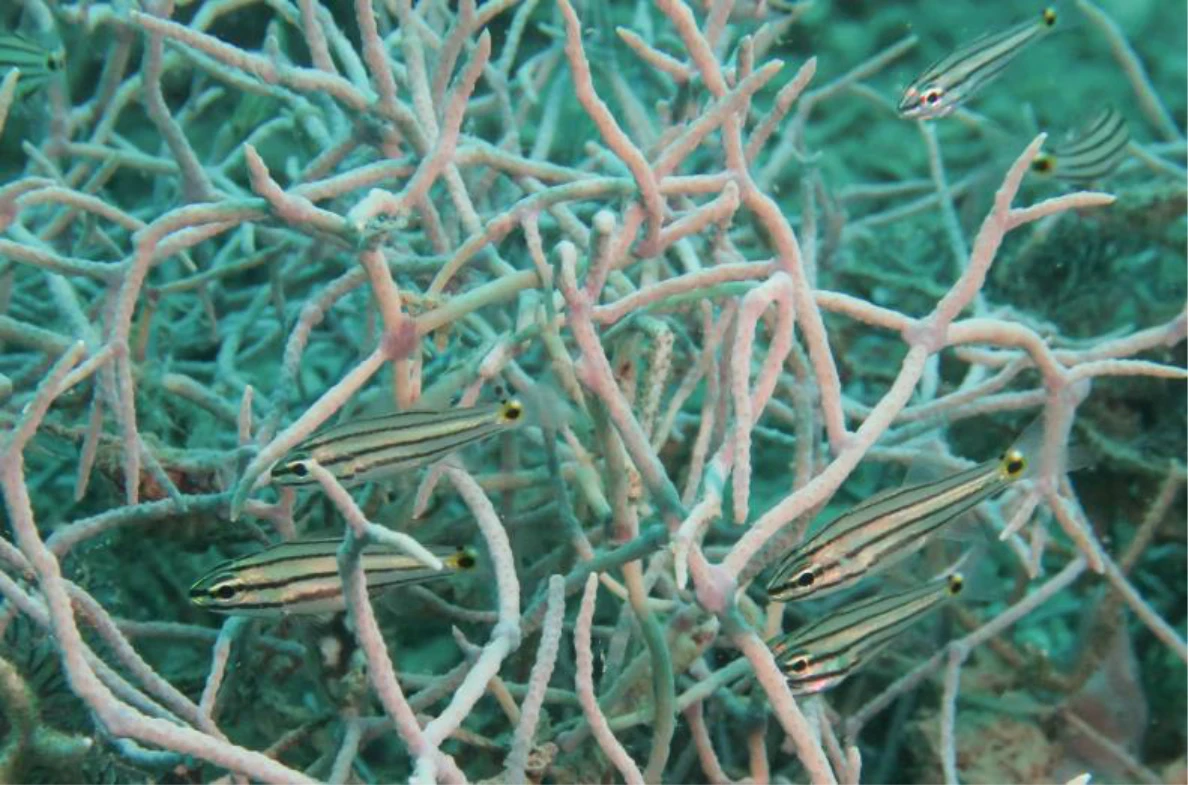 HKU marine biologist and international team unveil impacts of heatwave on reef fishes