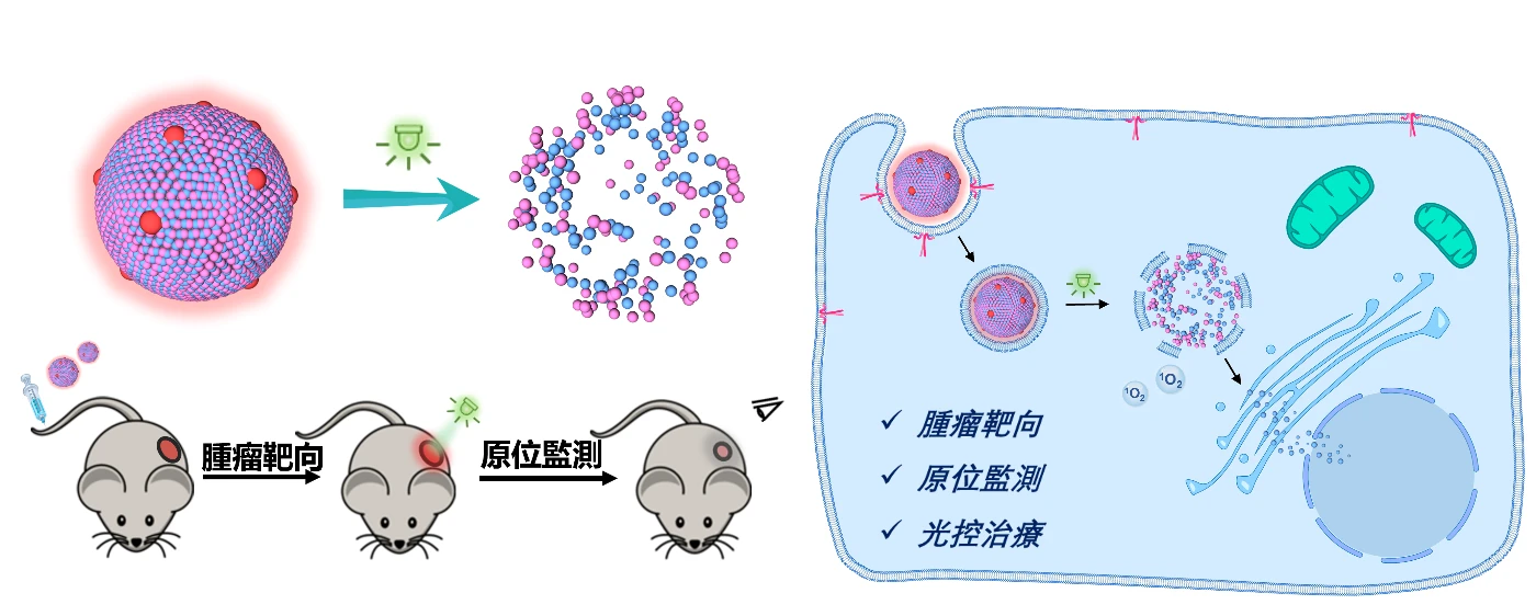 研究團隊設計了一種簡單的由光響應前藥和染料組成的納米藥物。該納米藥物可針對腫瘤遞送藥物、助原位監測納米藥物，以及光控藥物釋放，以有效治療結直腸癌。