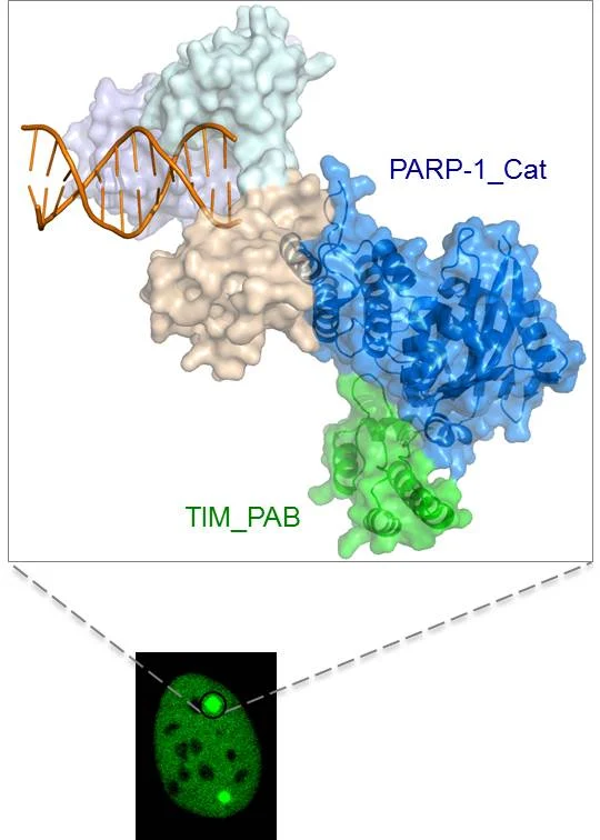 HKU and international collaborative research teams <br>
identify a novel PARP-1 complex that promotes damaged DNA repair raising new possibility of target therapy for breast cancer and ovarian cancer