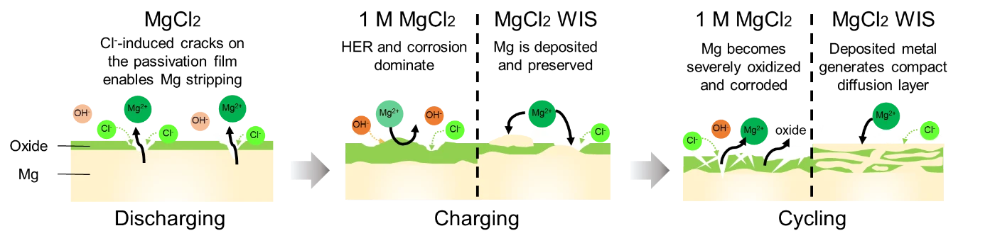 Schematic structure of the aqueous Mg battery developed by the research team