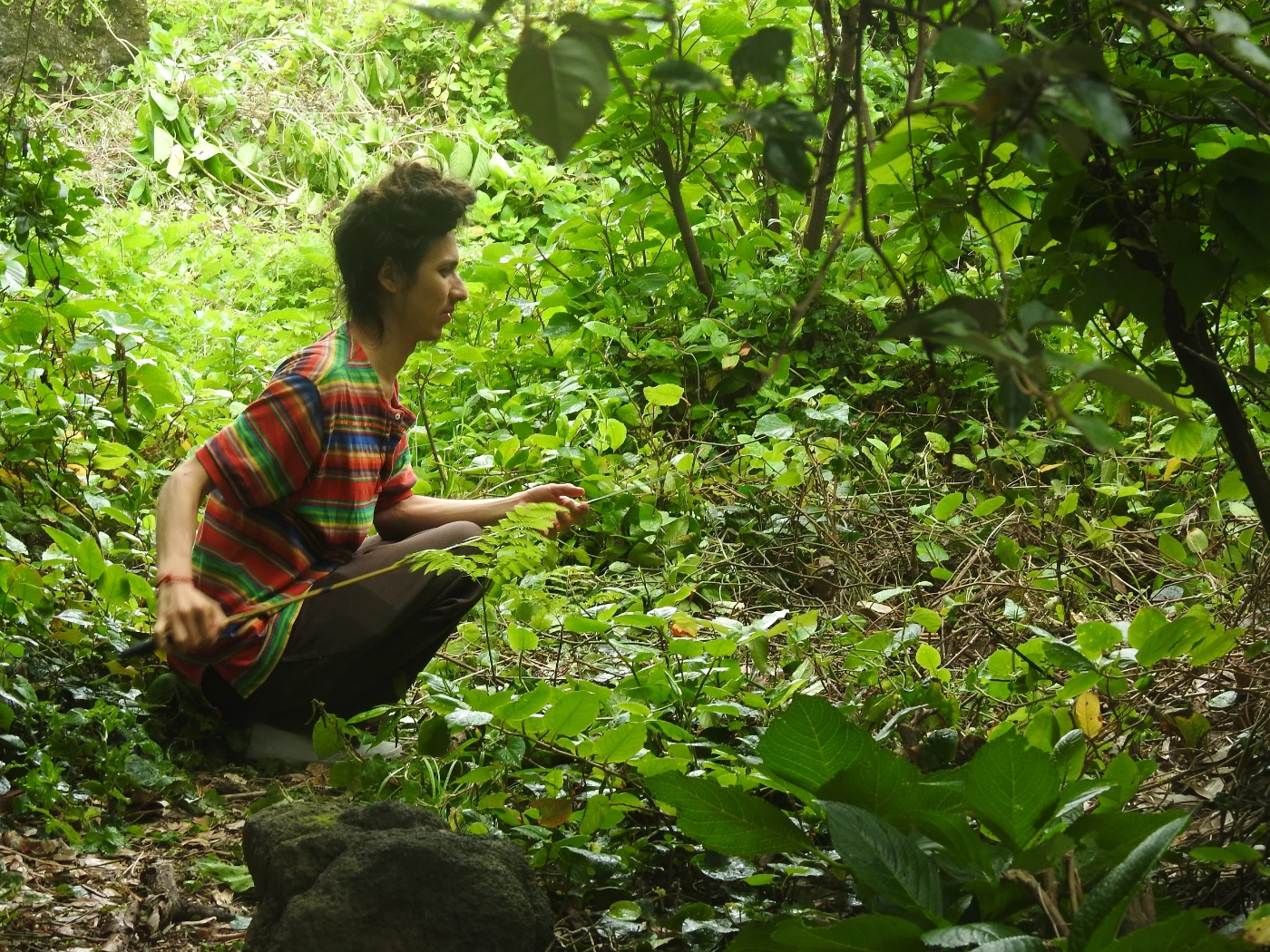 HKU PhD student Félix Landry Yuan searching for lizards on Hachijo-Kojima. (Image credit: Masami Hasegawa)