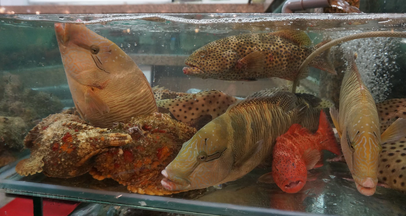 港大海洋生物學者長達二十年的研究揭示本港龐大海鮮巿場背後的黑暗面