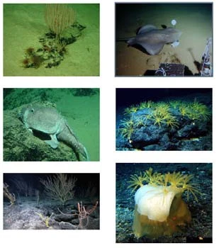 World Ocean Systems Undermined by Climate Change by 2100