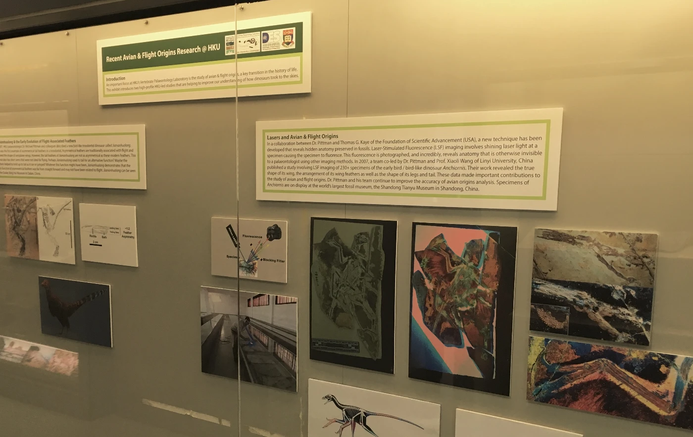 港大舉辦「國際廓羽盜龍類恐龍研討會」及展覽<br>
探討鳥類和飛行能力的起源