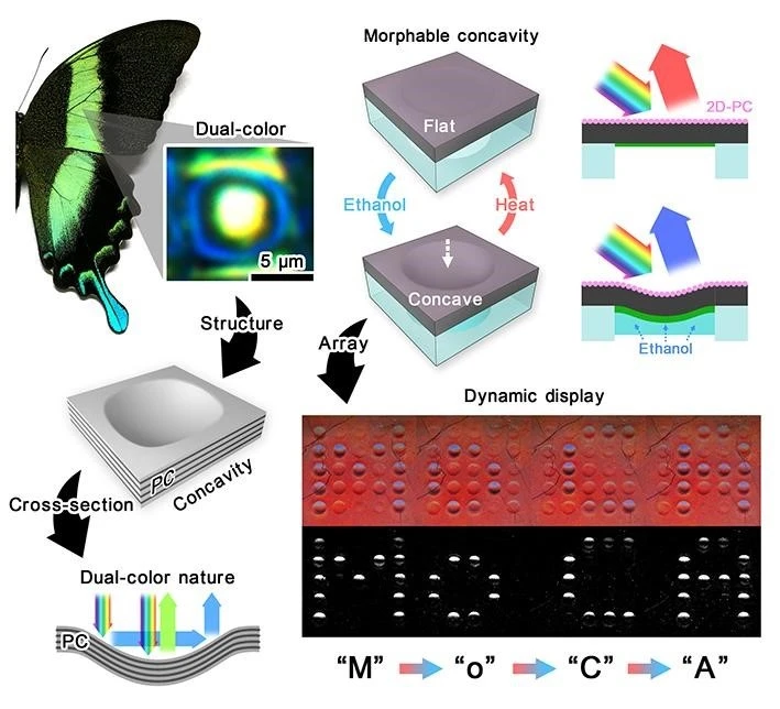 Inspired by the colour-producing structures on butterfly wings, HKU Engineering researchers develop a soft colour-changing system that may lead to revolutionary optical devices